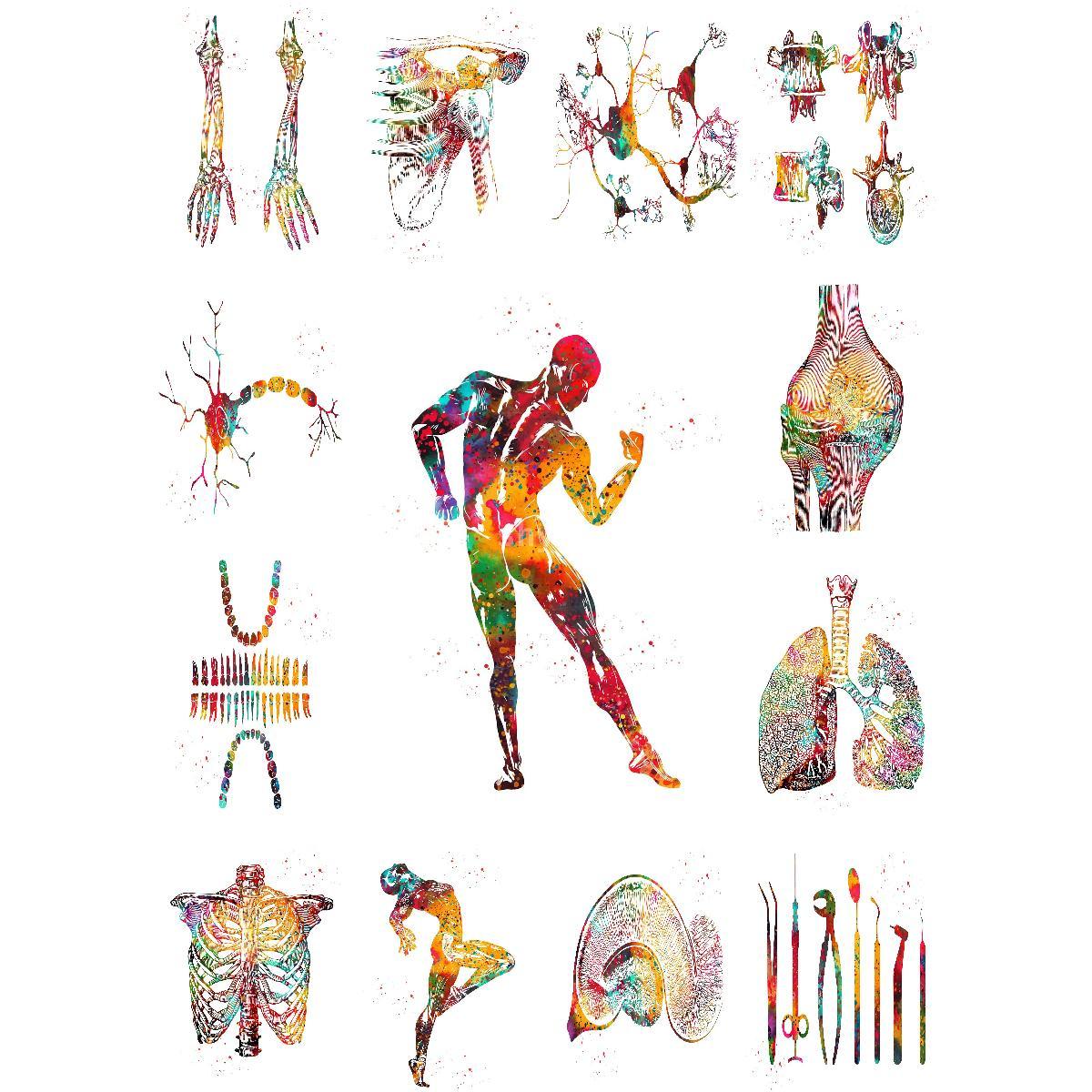 Interior Design Education - Anatomische Spierstructuur Poster Educatieve Kunst Print